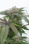 HUMBOLDT SEED - Bubba Kush 2.0