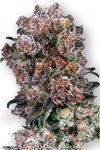 DUTCH PASSION - Blueberry®