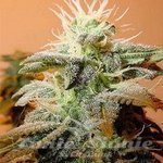 FEMALE SEEDS - Indoor Mix