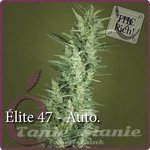 ELITE SEEDS - Elite 47 Auto