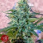 FRENCH TOUCH SEEDS - Sativa des Rois