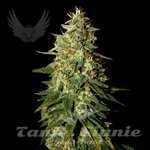 SENSI GENETICS - Skunk B52 Auto