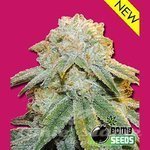 BOMB SEEDS - Bubble Bomb