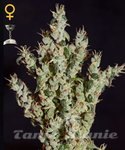 GREEN HOUSE SEEDS - NL5 Haze Mist