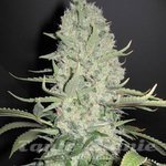 FEMALE SEEDS - White Widow x Big Bud