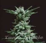 KALASHNIKOV SEEDS - AK Skunk