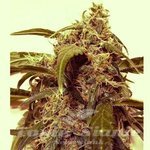 SHORT STUFF SEEDBANK - Auto Assassin