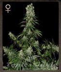 STRAIN HUNTERS - White Strawberry Skunk