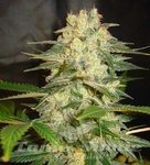 WORLD OF SEEDS - Afghan Kush Ryder