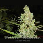 MEDICAL SEEDS - 1024