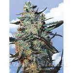 FLYING DUTCHMEN - Feminized Mix