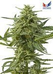 POSITRONICS - Northern Haze Express