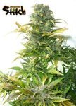 FLASH SEEDS - Stardust Auto