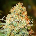 DELICOUS SEEDS - Critical Super Silver Haze
