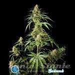 PHILOSOPHER SEEDS - Gokunk