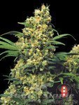 SERIOUS SEEDS - Warlock