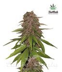 FastBuds - C4 Matic