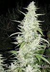 FEMALE SEEDS - Maroc
