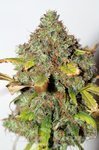 SEEDSMAN - Power Africa