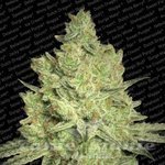 PARADISE SEEDS - Jacky White
