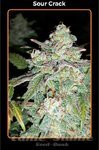 MEPHISTO GENETICS - Sour Crack