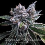 GROW YOUR OWN - El Fuego