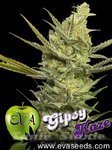 EVA SEEDS - Gipsy Haze