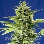 POSITRONICS - Jack Diesel Express