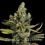 VIP SEEDS - Cheese