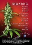 MACARONESIA SEEDS - 100L X Diesel