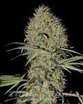 GREEN HOUSE SEEDS - Super Bud Autoflowering