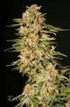 EVA SEEDS - Papa's Candy