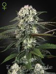Auto Bomb - GREEN HOUSE SEEDS