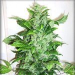 Auto Bud - AUTOFEM