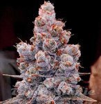Banana Jealousy RF3 Auto - ETHOS GENETICS