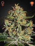 Big Bang - GREEN HOUSE SEEDS
