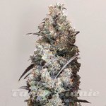 Biscotti Mintz Auto