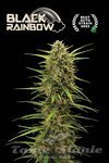 Black Rainbow Auto - SEED STOCKERS
