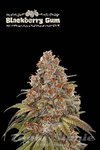 Blackberry Gum Auto - SEED STOCKERS