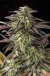 Blue Cheese