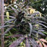 Blue Dream Fast Version