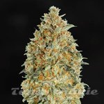 Blue Gorilla Auto