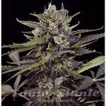 Blueberry Auto