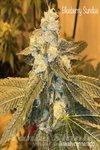 Blueberry Sundae - CANNARADO GENETICS