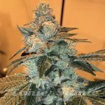 Trifi Sundae - CANNARADO GENETICS