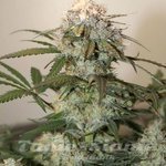 Caramel King Auto
