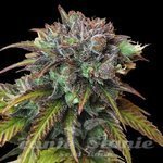 CBD Swiss Chocolate (Odmiana Medyczna)