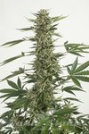 CBD White Widow (Odmiana Medyczna)