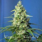 Cheese XXL Auto