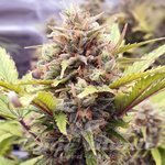 Cherry Pie Auto